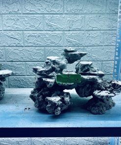 MÃ 309 - LAYOUT CÁ BIỂN BỂ 30CM - ROYALAQUA