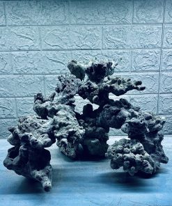 MÃ 310 - LAYOUT CÁ CẢNH BIỂN BỂ 50CM - ROYALAQUA