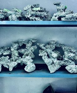 MÃ 311 - LAYOUT CÁ CẢNH BIỂN BỂ 120CM - ROYALAQUA