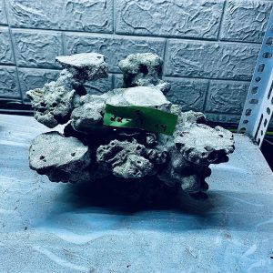 MÃ 313 - LAYOUT CÁ BIỂN BỂ 25CM - ROYALAQUA