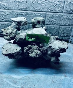 MÃ 313 - LAYOUT CÁ BIỂN BỂ 25CM - ROYALAQUA