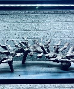 MÃ 315 - LAYOUT CÁ BIỂN BỂ 80CM - ROYALAQUA