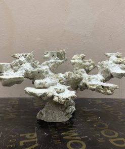 MÃ 248 - LAYOUT CÁ CẢNH BIỂN BỂ 60CM - ROYALAQUA