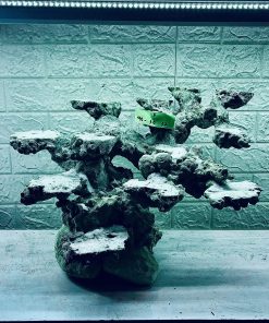 MÃ 316 - LAYOUT CÁ BIỂN BỂ 60CM - ROYALAQUA