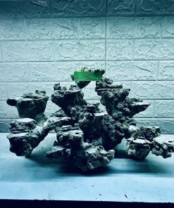 MÃ 319 - LAYOUT CÁ BIỂN BỂ 60CM - ROYALAQUA