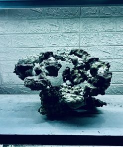 MÃ 320 - LAYOUT CÁ BIỂN BỂ 50CM - ROYALAQUA