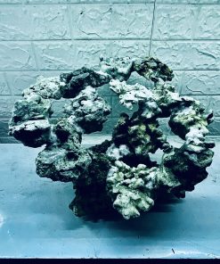 MÃ 321 - LAYOUT CÁ BIỂN BỂ CUBIC 50CM - ROYALAQUA