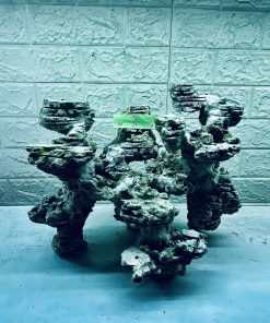 MÃ 322 - LAYOUT CÁ BIỂN BỂ CUBIC 50CM - ROYALAQUA