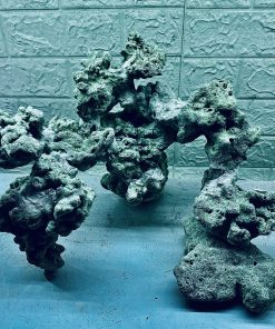 MÃ 324 - LAYOUT CÁ BIỂN BỂ CUBIC 50CM - ROYALAQUA