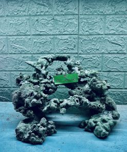 MÃ 326 - LAYOUT CÁ BIỂN BỂ 45CM - ROYALAQUA