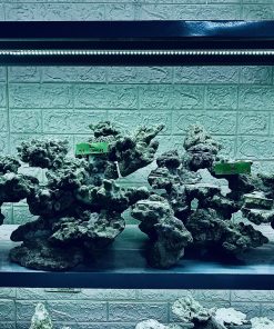 MÃ 332 - LAYOUT CÁ BIỂN BỂ 120CM - ROYALAQUA