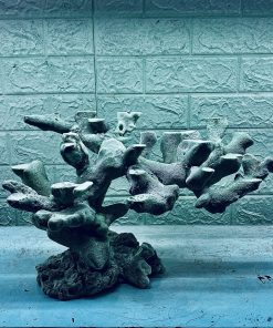 MÃ 334 - LAYOUT CÁ BIỂN BỂ 50CM - ROYALAQUA