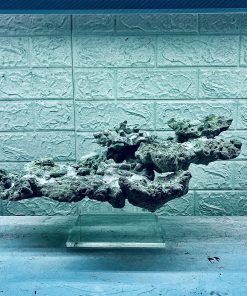 MÃ 335 - LAYOUT BAY CÁ BIỂN BỂ 60x40x40CM - ROYALAQUA