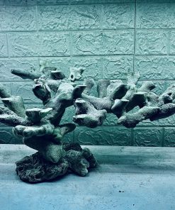 MÃ 336 - LAYOUT CÁ BIỂN BỂ 50CM - ROYALAQUA