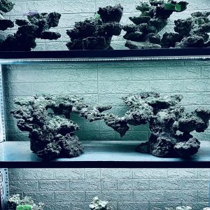 MÃ 338 - LAYOUT CÁ BIỂN BỂ 150CM - ROYALAQUA