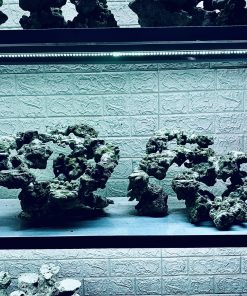 MÃ 339 - LAYOUT CÁ BIỂN BỂ 120CM - ROYALAQUA