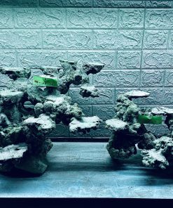 MÃ 340 - LAYOUT CÁ BIỂN BỂ 100CM - ROYALAQUA