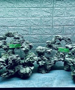 MÃ 341 - LAYOUT CÁ BIỂN BỂ 110CM - ROYALAQUA