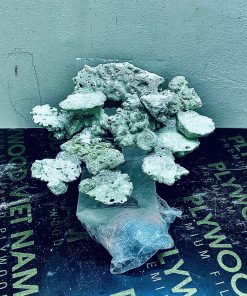 MÃ 249 - LAYOUT CÁ CẢNH BIỂN BỂ 40CM - ROYALAQUA