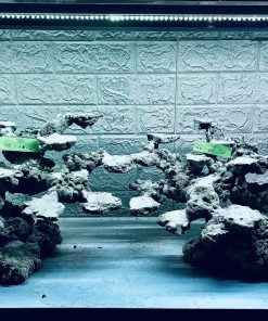 MÃ 342 - LAYOUT CÁ BIỂN BỂ 120CM - ROYALAQUA