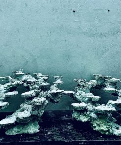 MÃ 250 - LAYOUT CÁ CẢNH BIỂN BỂ 90CM - ROYALAQUA