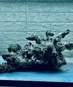 MÃ 344 - LAYOUT CÁ BIỂN BỂ 50CM - ROYALAQUA