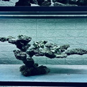 MÃ 345 - LAYOUT CÁ BIỂN BỂ 70CM - ROYALAQUA