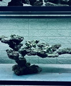 MÃ 345 - LAYOUT CÁ BIỂN BỂ 70CM - ROYALAQUA