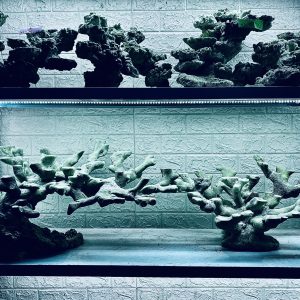 MÃ 346 - LAYOUT CÁ BIỂN BỂ 150CM - ROYALAQUA