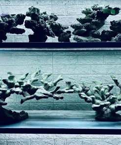 MÃ 346 - LAYOUT CÁ BIỂN BỂ 150CM - ROYALAQUA