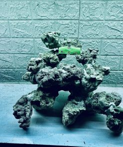 MÃ 348 - LAYOUT CÁ BIỂN BỂ 40CM - ROYALAQUA