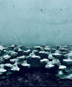 MÃ 251 - LAYOUT CÁ CẢNH BIỂN BỂ 90CM - ROYALAQUA