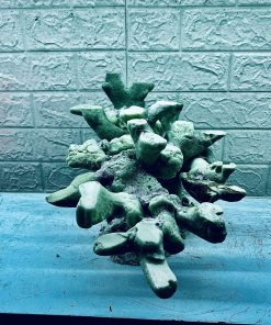 MÃ 355 - LAYOUT CÁ BIỂN BỂ 3 MẶT 50x40x40CM - ROYALAQUA