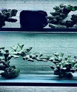 MÃ 356 - LAYOUT CÁ BIỂN BỂ 150CM - ROYALAQUA