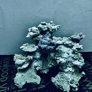 MÃ 359 - LAYOUT CÁ BIỂN BỂ 60CM - ROYALAQUA
