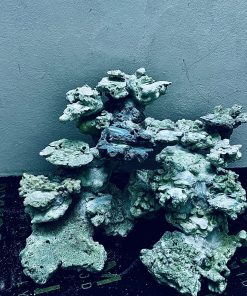 MÃ 359 - LAYOUT CÁ BIỂN BỂ 60CM - ROYALAQUA