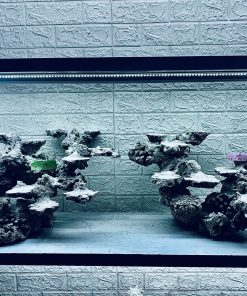 MÃ 361 - LAYOUT CÁ BIỂN BỂ 120CM - ROYALAQUA