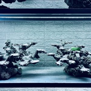 MÃ 362 - LAYOUT CÁ BIỂN BỂ 120x60x60CM - ROYALAQUA