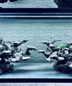 MÃ 362 - LAYOUT CÁ BIỂN BỂ 120x60x60CM - ROYALAQUA