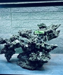 MÃ 363 - LAYOUT CÁ BIỂN BỂ 60CM - ROYALAQUA