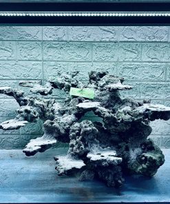 MÃ 364 - LAYOUT CÁ BIỂN BỂ 50CM - ROYALAQUA