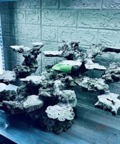 MÃ 365 - LAYOUT CÁ BIỂN BỂ 60CM - ROYALAQUA