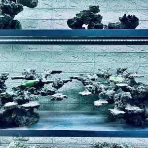 MÃ 366 - LAYOUT CÁ BIỂN BỂ 150x60x60CM - ROYALAQUA