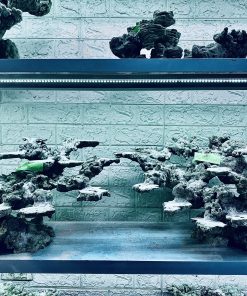 MÃ 366 - LAYOUT CÁ BIỂN BỂ 150x60x60CM - ROYALAQUA