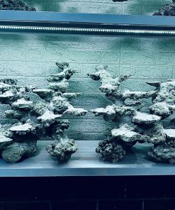 MÃ 252 - LAYPUT CÁ CẢNH BIỂN BẺ 120CM - ROYALAQUA