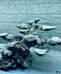 MÃ 368 - LAYOUT CÁ BIỂN BỂ 40CM - ROYALAQUA