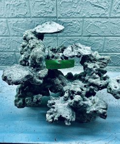 MÃ 370 - L AYOUT CÁ BIỂN BỂ 40CM - ROYALAQUA