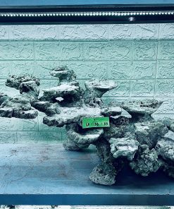 MÃ 372 - LAYOUT CÁ BIỂN BỂ 80CM - ROYALAQUA