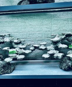 MÃ 373 - LAYOUT CÁ BIỂN BỂ 150x60x60CM - ROYALAQUA