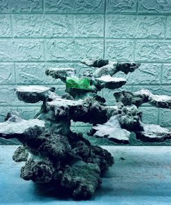 MÃ 374 - LAYOUT CÁ BIỂN BỂ 40CM - ROYALAQUA